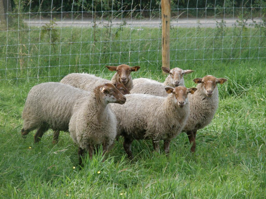 Hoeve De Hagepoorter Jabbeke (West-Flanders)